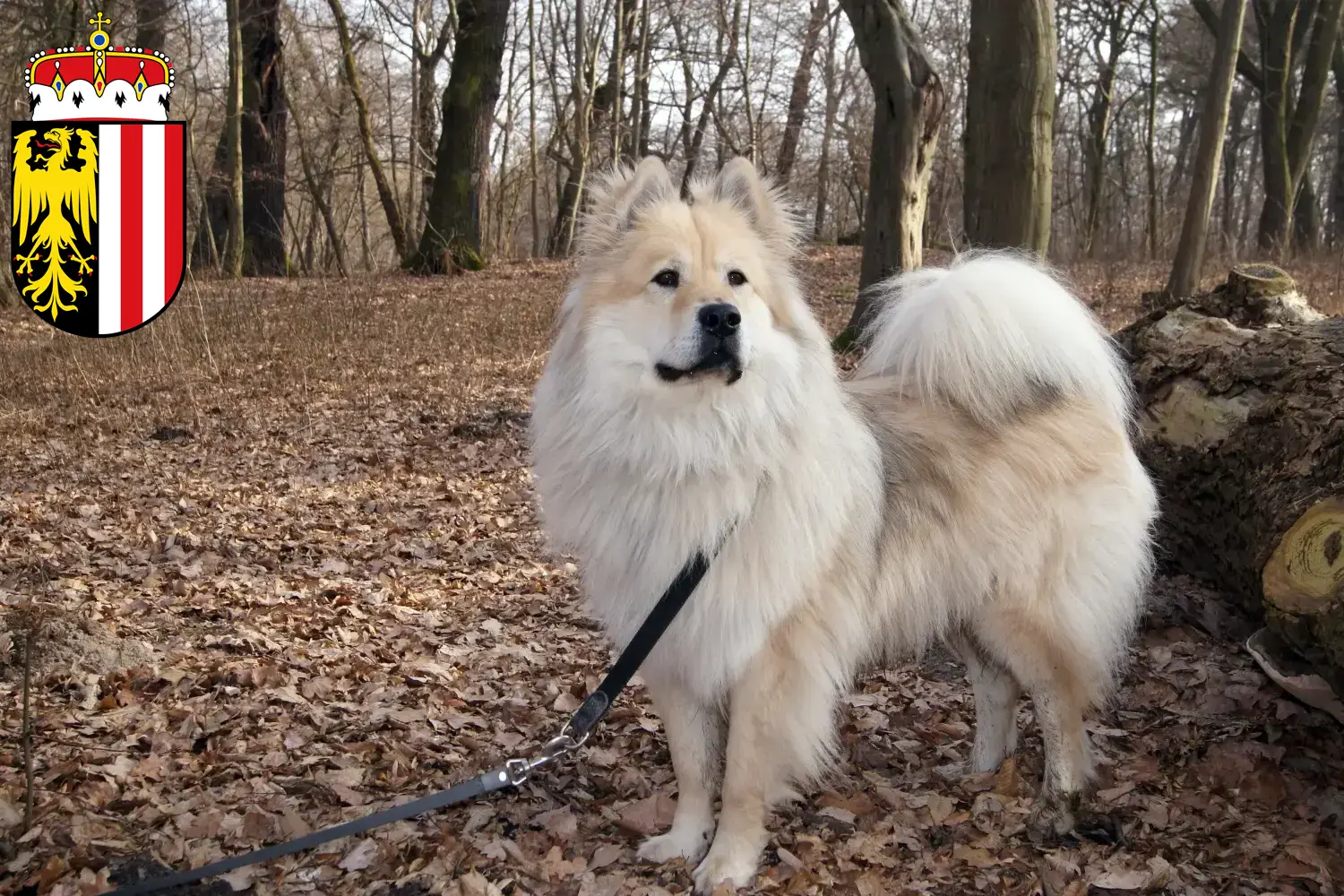 Read more about the article Eurasier breeders and puppies in Upper Austria