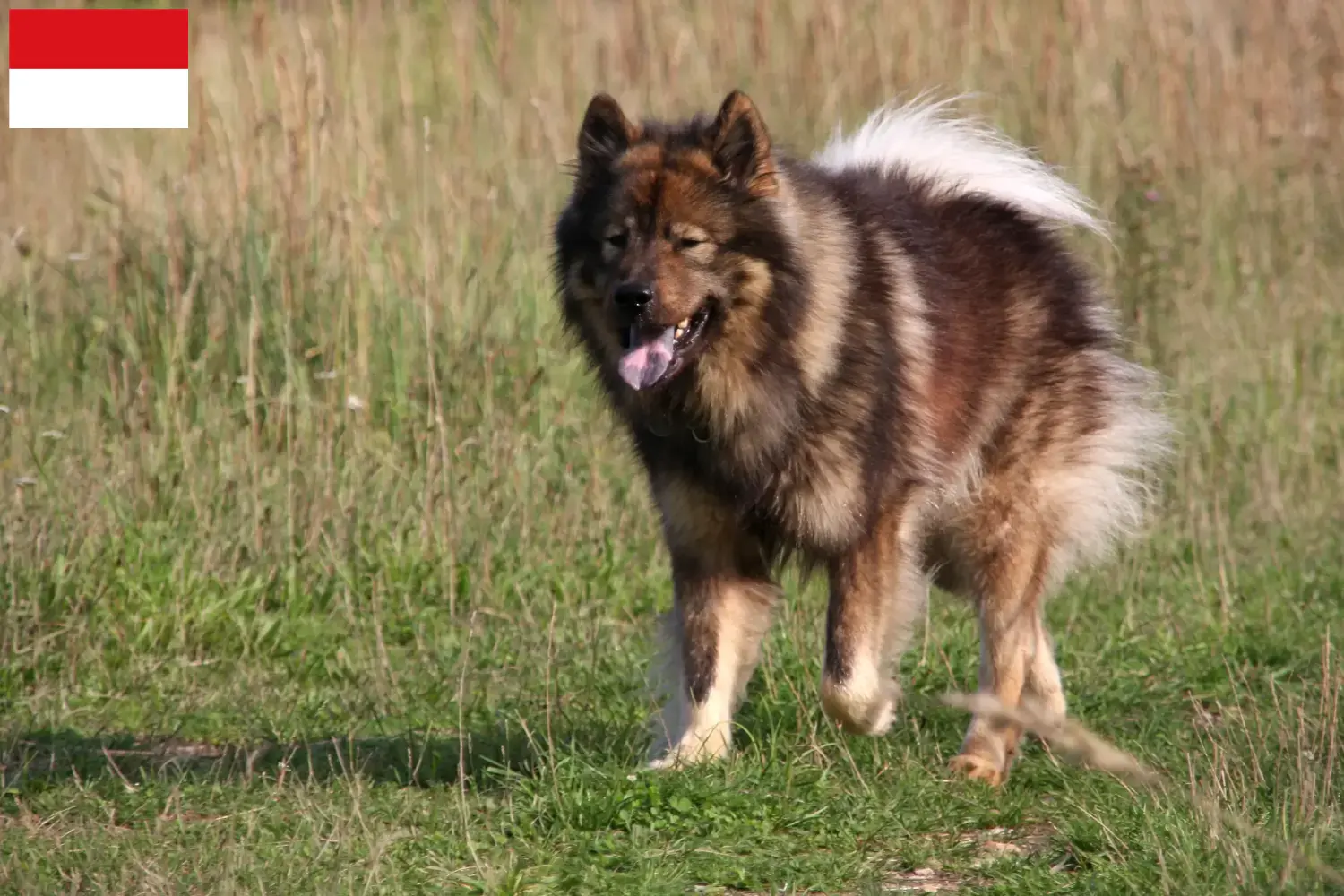 Read more about the article Eurasier breeders and puppies in Vienna