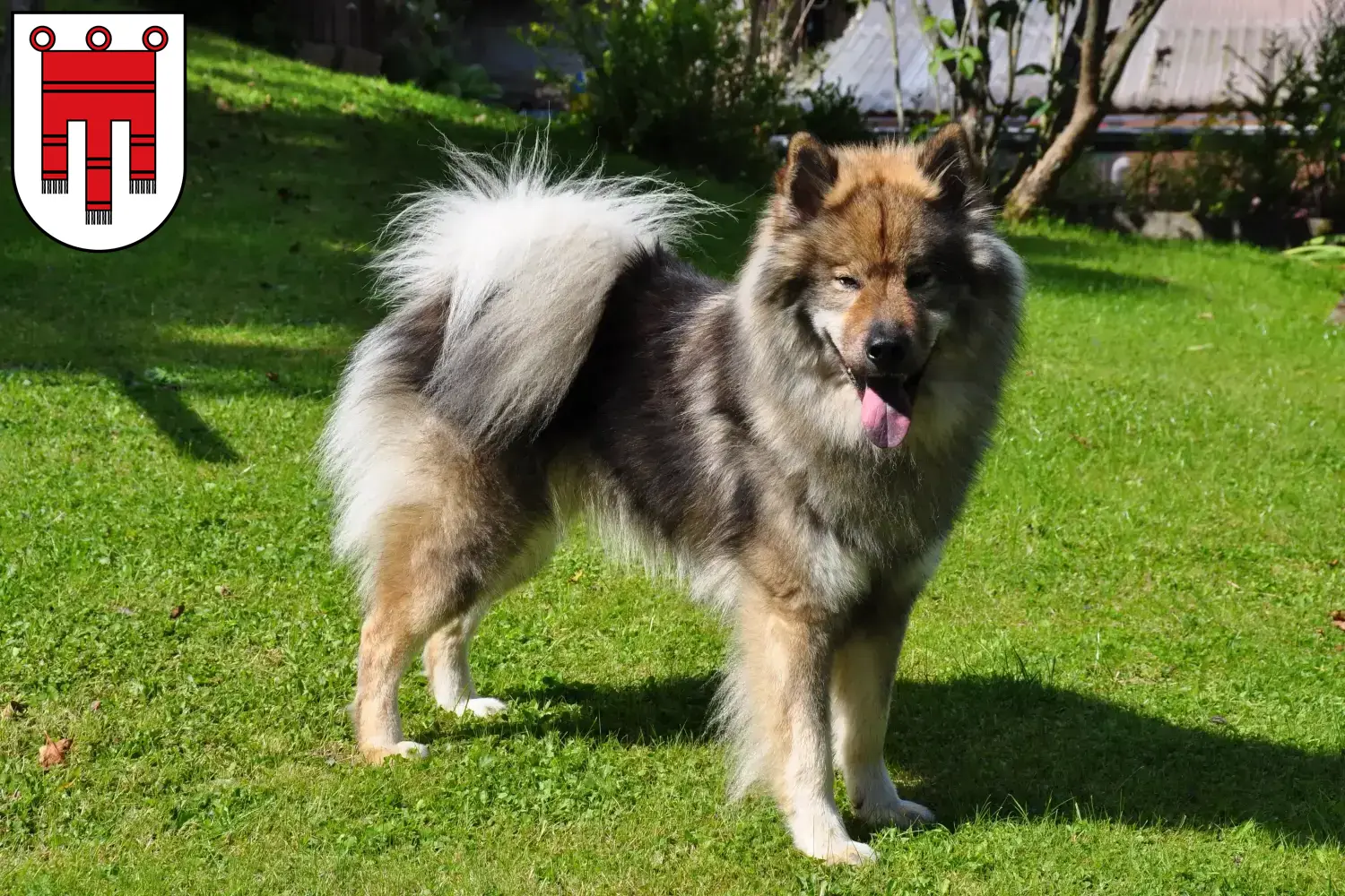 Read more about the article Eurasier breeders and puppies in Vorarlberg