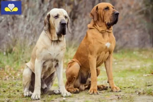 Read more about the article Fila Brasileiro breeders and puppies in Brussels-Capital Region