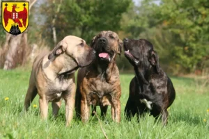 Read more about the article Fila Brasileiro breeders and puppies in Burgenland