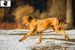 Read more about the article Fila Brasileiro breeders and puppies in Corsica