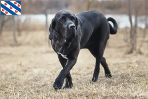 Read more about the article Fila Brasileiro breeders and puppies in Friesland