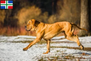 Read more about the article Fila Brasileiro breeders and puppies in Groningen