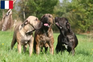 Read more about the article Fila Brasileiro breeders and puppies in Guadeloupe