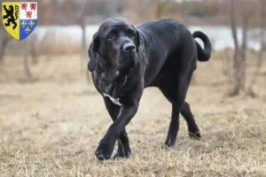 Read more about the article Fila Brasileiro breeders and puppies in Hauts-de-France