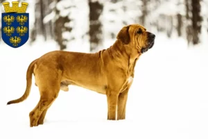 Read more about the article Fila Brasileiro breeders and puppies in Lower Austria