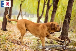 Read more about the article Fila Brasileiro breeders and puppies in Nouvelle-Aquitaine