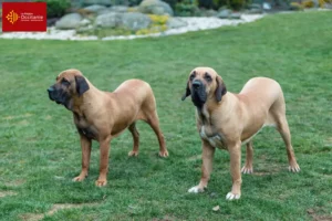 Read more about the article Fila Brasileiro breeders and puppies in Occitania