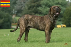 Read more about the article Fila Brasileiro breeders and puppies in Overijssel