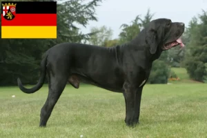 Read more about the article Fila Brasileiro breeders and puppies in Rhineland-Palatinate