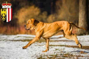 Read more about the article Fila Brasileiro breeders and puppies in Upper Austria