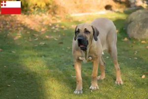 Read more about the article Fila Brasileiro breeders and puppies in Utrecht