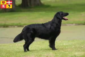 Read more about the article Flat Coated Retriever breeders and puppies in Auvergne-Rhône-Alpes