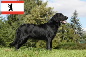 Read more about the article Flat Coated Retriever breeders and puppies in Berlin