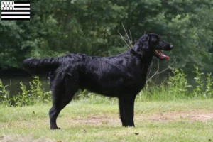 Read more about the article Flat Coated Retriever breeders and puppies in Brittany