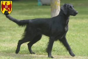 Read more about the article Flat Coated Retriever breeders and puppies in Burgenland