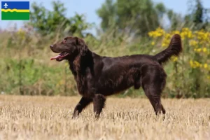 Read more about the article Flat Coated Retriever breeders and puppies in Flevoland