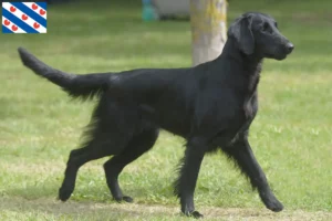 Read more about the article Flat Coated Retriever breeders and puppies in Friesland