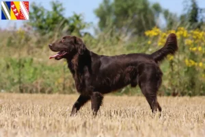 Read more about the article Flat Coated Retriever breeders and puppies in Grand Est