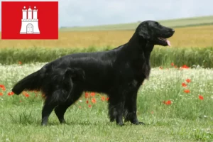 Read more about the article Flat Coated Retriever breeders and puppies in Hamburg