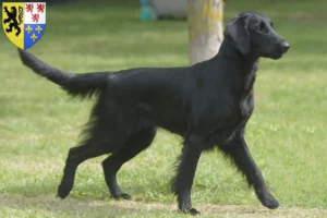 Read more about the article Flat Coated Retriever breeders and puppies in Hauts-de-France