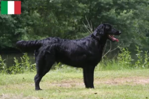 Read more about the article Flat Coated Retriever breeders and puppies in Italy