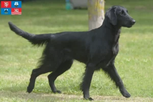 Read more about the article Flat Coated Retriever breeders and puppies in Karlsbad