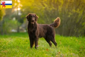 Read more about the article Flat Coated Retriever breeders and puppies in Limburg