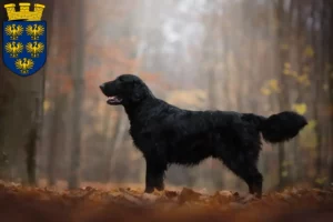 Read more about the article Flat Coated Retriever breeders and puppies in Lower Austria