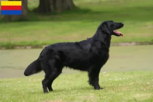 Read more about the article Flat Coated Retriever breeders and puppies in North Holland