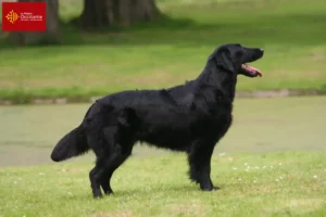 Read more about the article Flat Coated Retriever breeders and puppies in Occitania