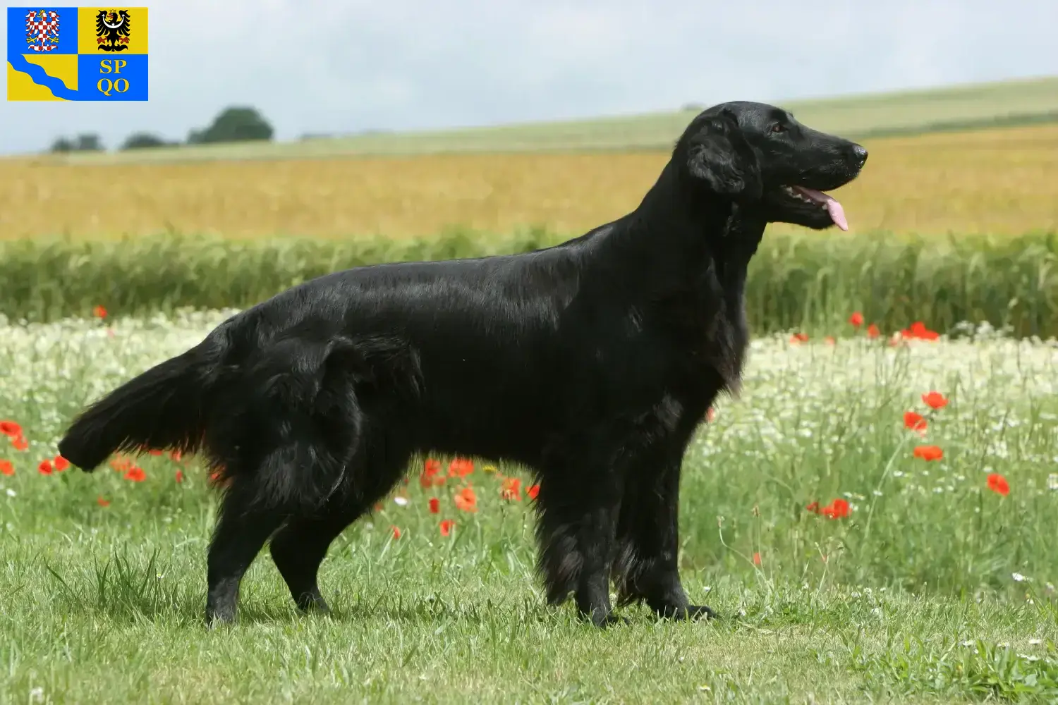 Read more about the article Flat Coated Retriever breeders and puppies in Olomouc