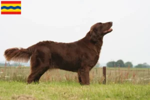 Read more about the article Flat Coated Retriever breeders and puppies in Overijssel