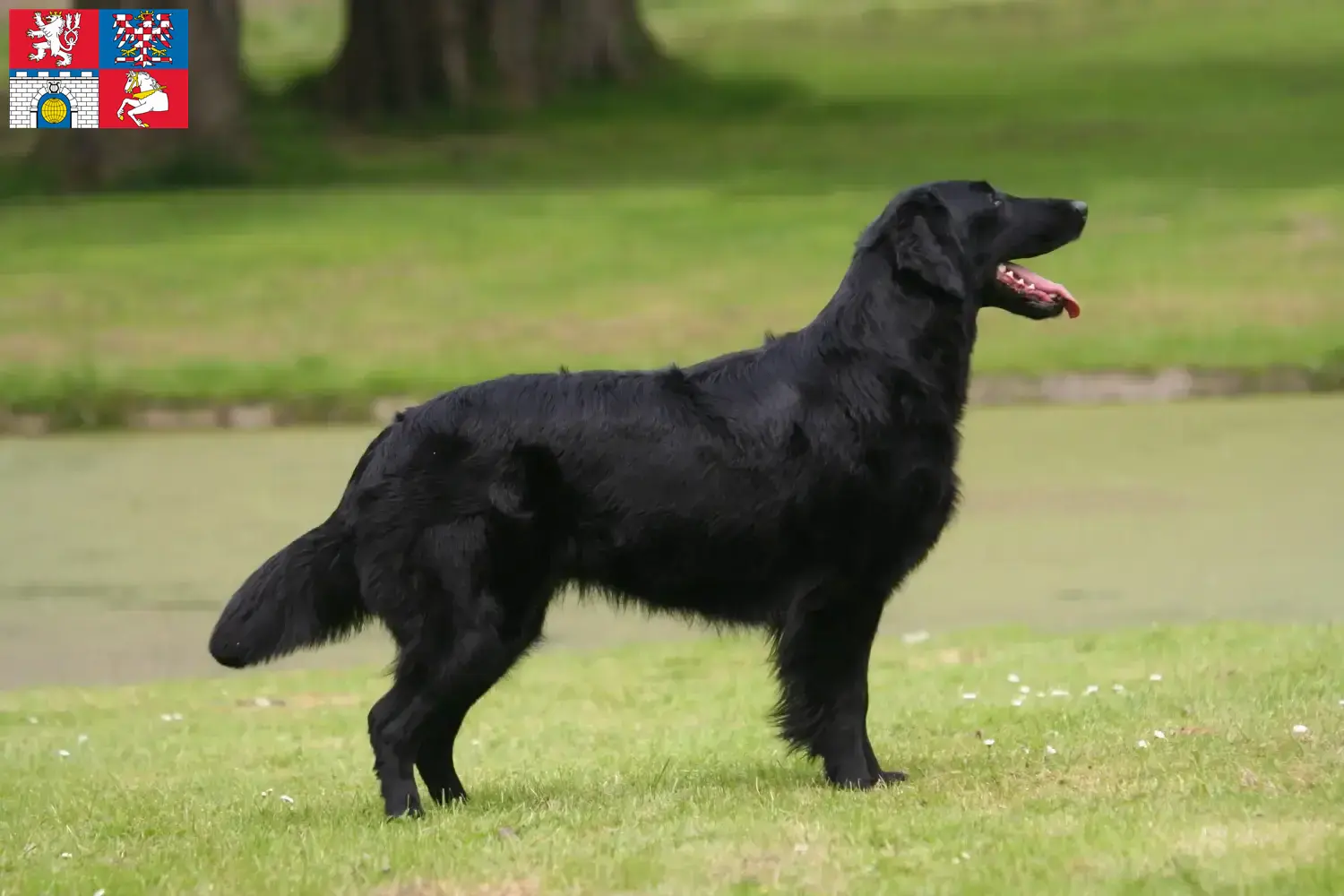 Read more about the article Flat Coated Retriever breeders and puppies in Pardubice
