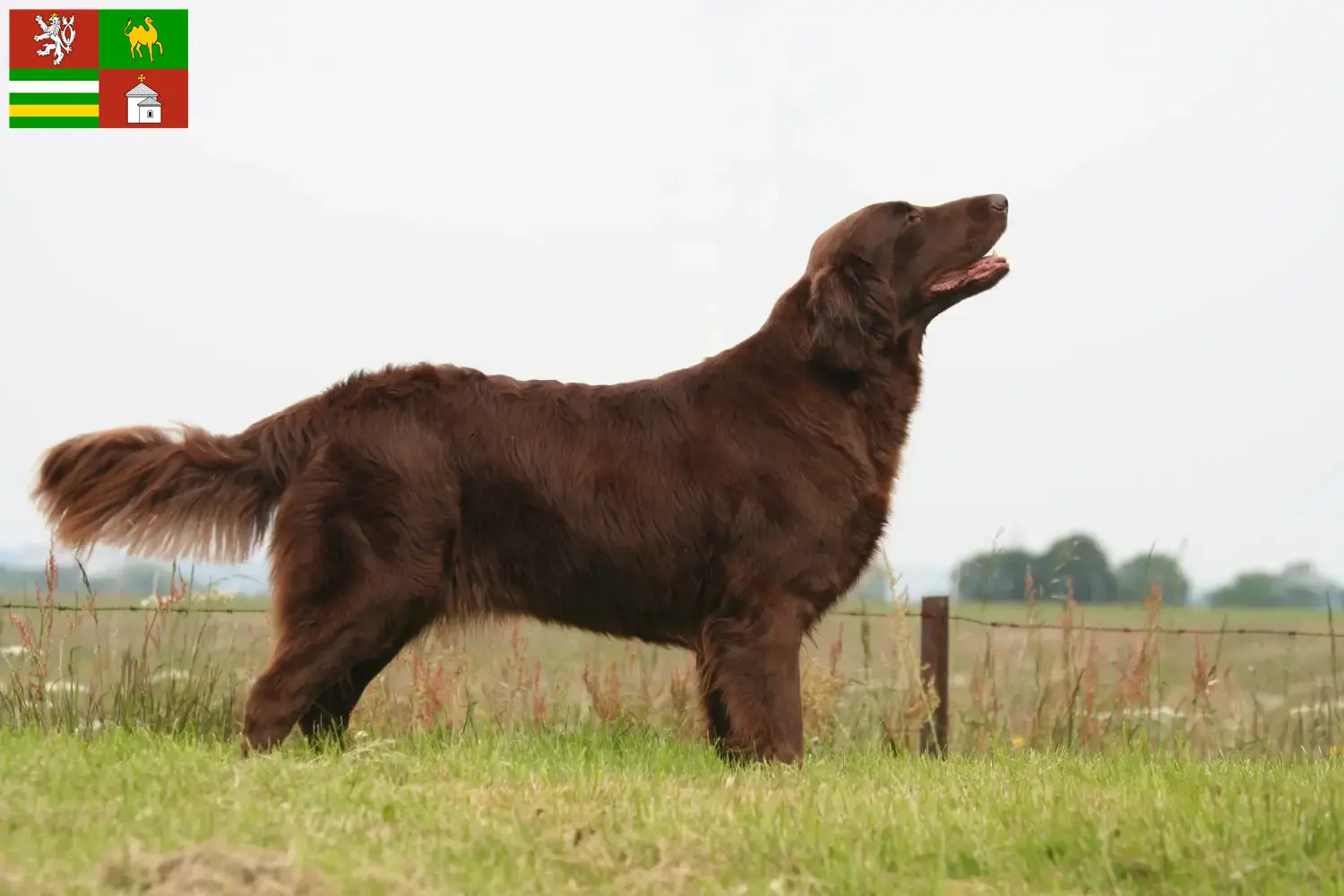 Read more about the article Flat Coated Retriever breeders and puppies in Pilsen