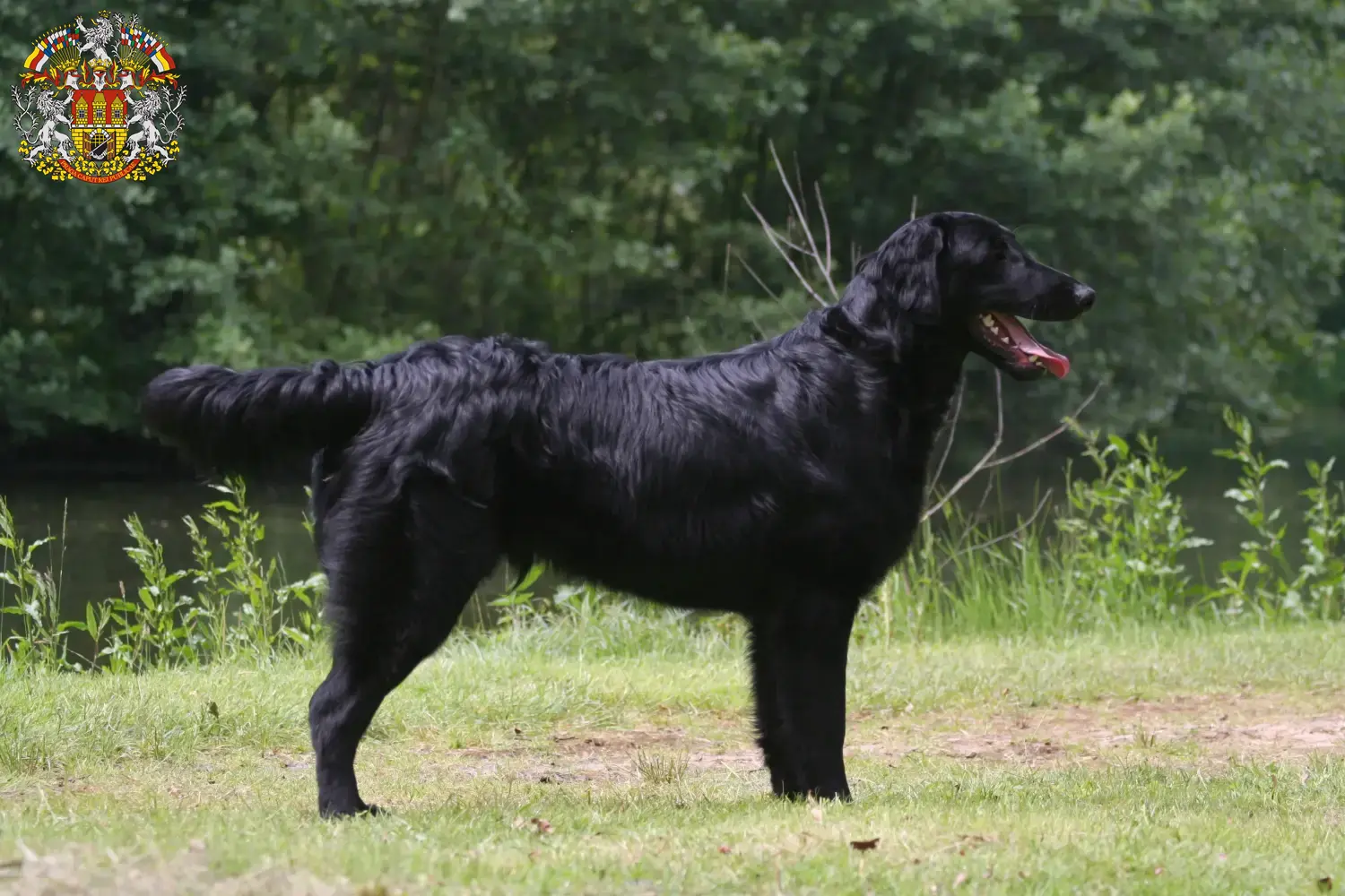 Read more about the article Flat Coated Retriever breeders and puppies in Prague