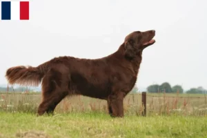 Read more about the article Flat Coated Retriever breeders and puppies in Réunion