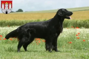 Read more about the article Flat Coated Retriever breeders and puppies in Salzburg