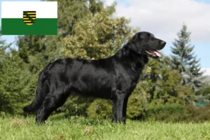 Read more about the article Flat Coated Retriever breeders and puppies in Saxony