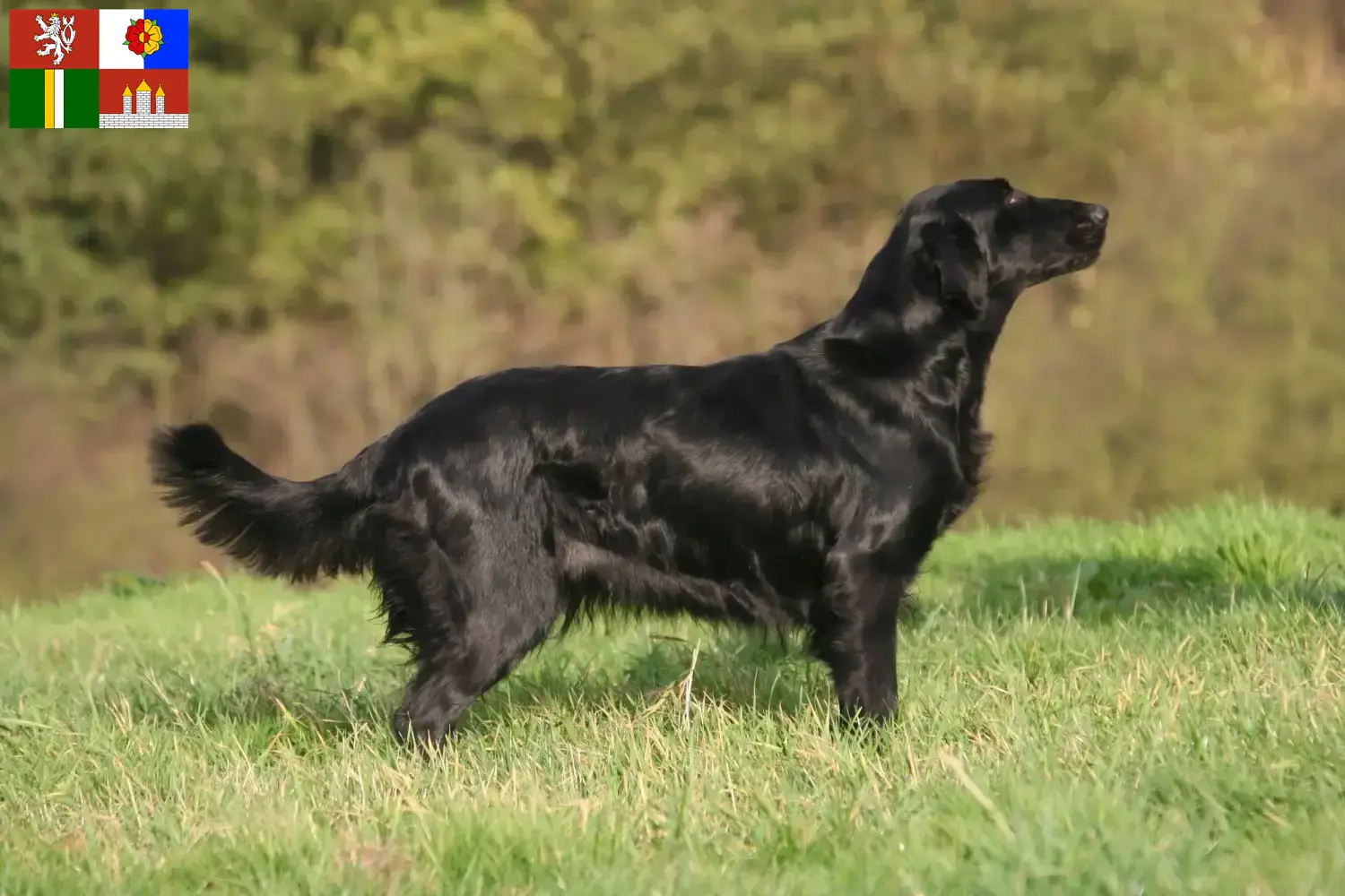 Read more about the article Flat Coated Retriever breeders and puppies in South Bohemia