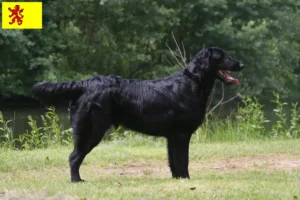 Read more about the article Flat Coated Retriever breeders and puppies in South Holland