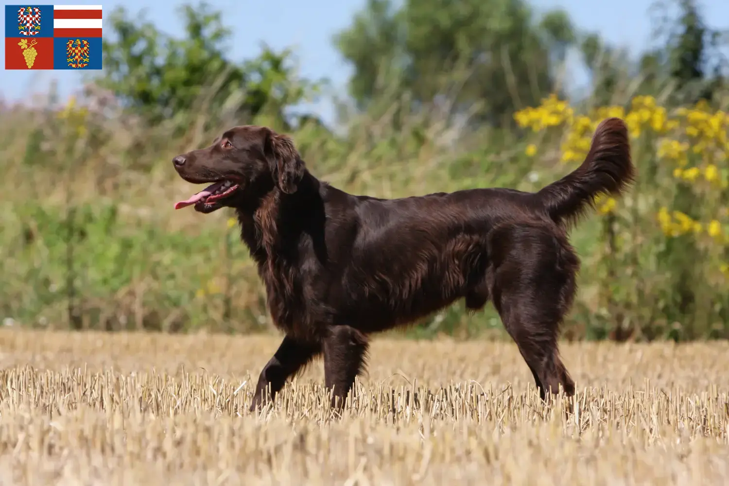 Read more about the article Flat Coated Retriever breeders and puppies in South Moravia