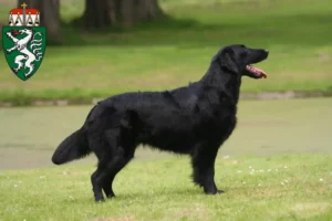 Read more about the article Flat Coated Retriever breeders and puppies in Styria