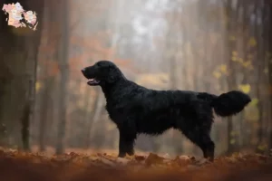 Read more about the article Flat Coated Retriever breeders and puppies in Syddanmark