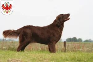 Read more about the article Flat Coated Retriever breeders and puppies in Tyrol