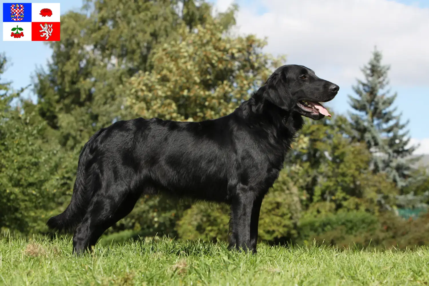 Read more about the article Flat Coated Retriever breeders and puppies in Vysočina