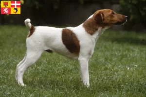 Read more about the article Fox Terrier breeders and puppies in Auvergne-Rhône-Alpes