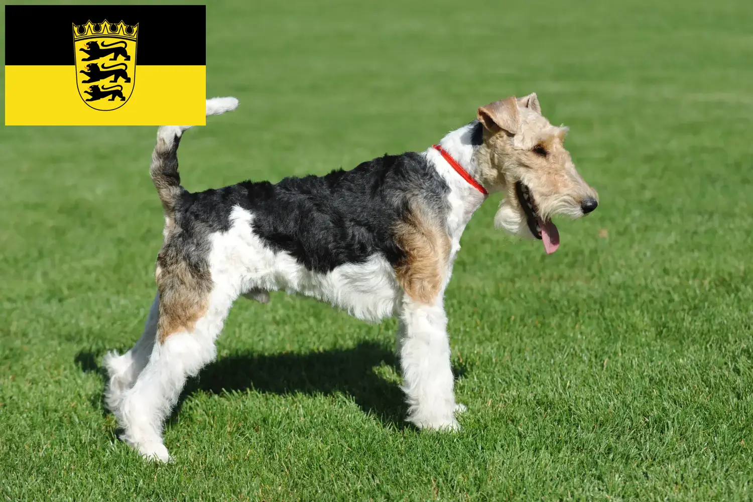 Read more about the article Fox Terrier breeders and puppies in Baden-Württemberg