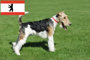 Read more about the article Fox Terrier breeders and puppies in Berlin